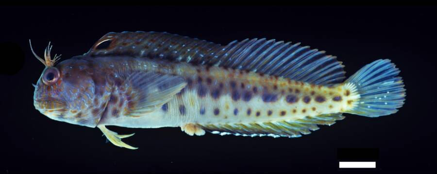 Parablennius Fish Found By Ocean Census