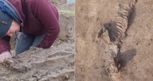 Roman Dog Belgium Featured