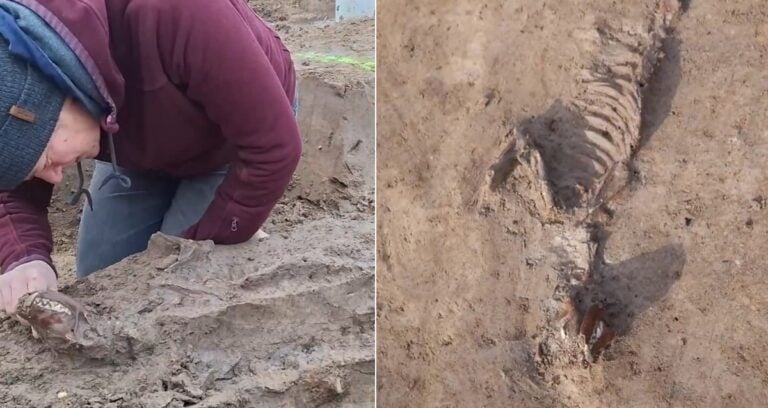 Roman Dog Belgium Featured