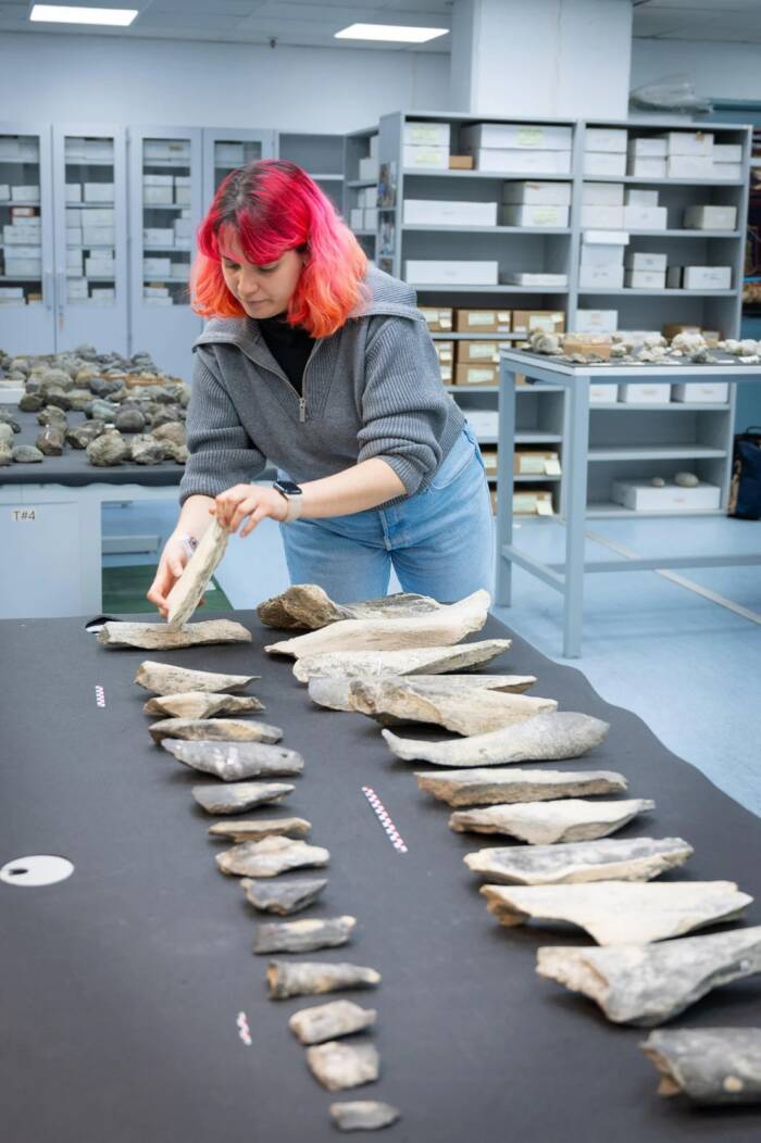 Scientist Handling The Bone Tools