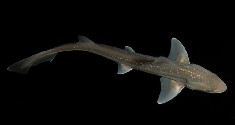 Shark Sounds Featured Image