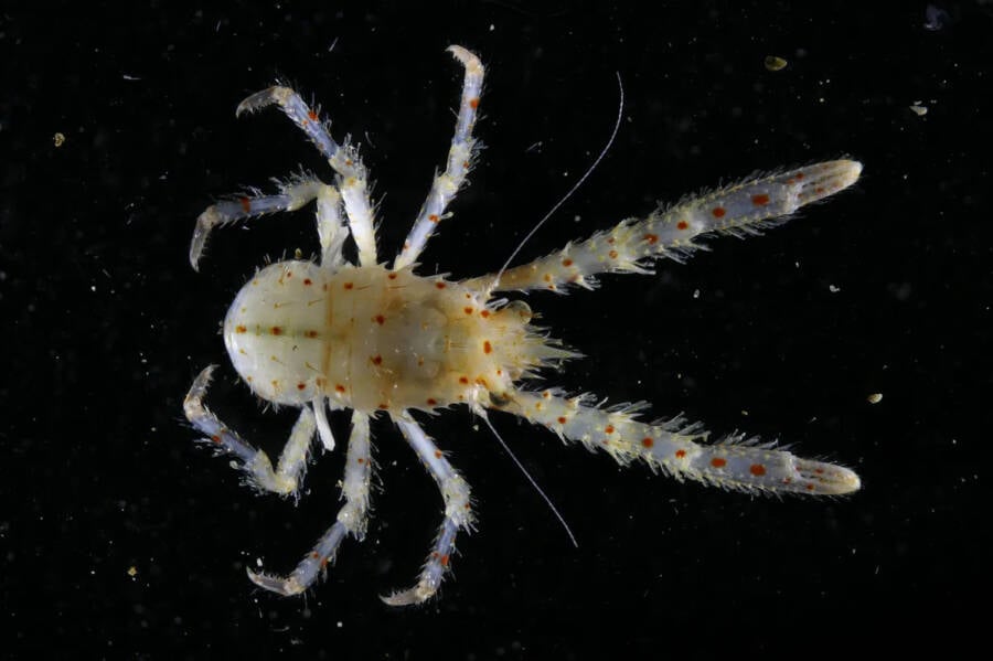 Squat Lobster