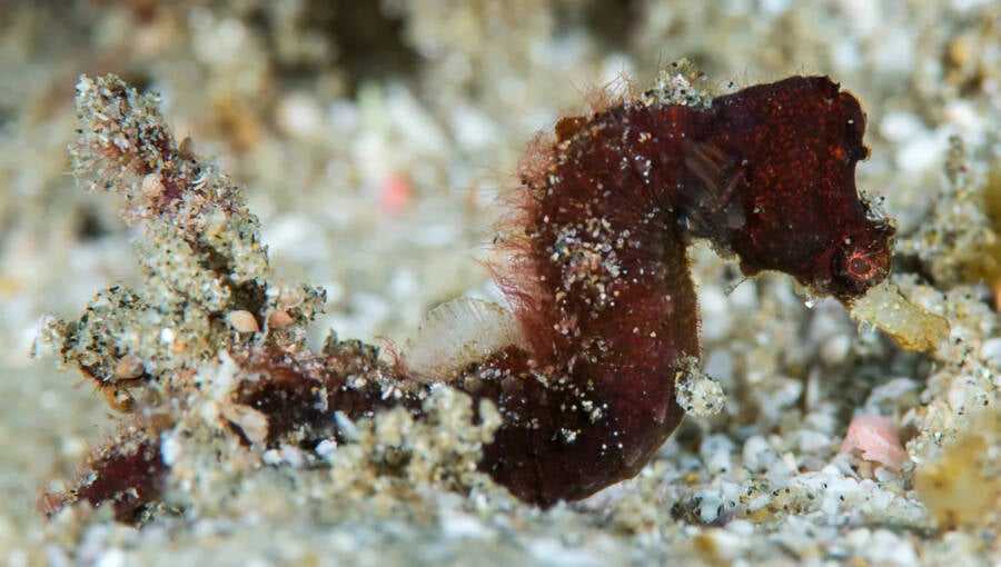 Ocean Census Discovery Syngnathidae