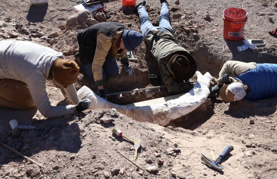 O2 Ranch Mammoth Tusk