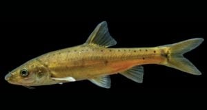 Xingren Golden Lined Fish Featured