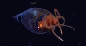 Colossal Squid First Video Featured