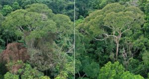 Dipteryx Oleifera Before And After Lightning Featured