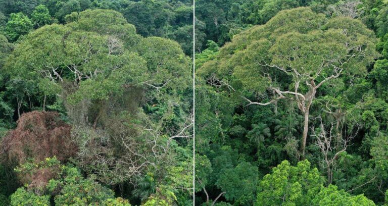 Dipteryx Oleifera Before And After Lightning Featured
