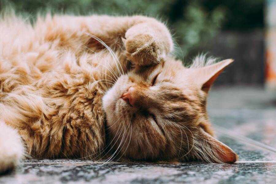 Florida Shipwreck First Domesticated Cats American History