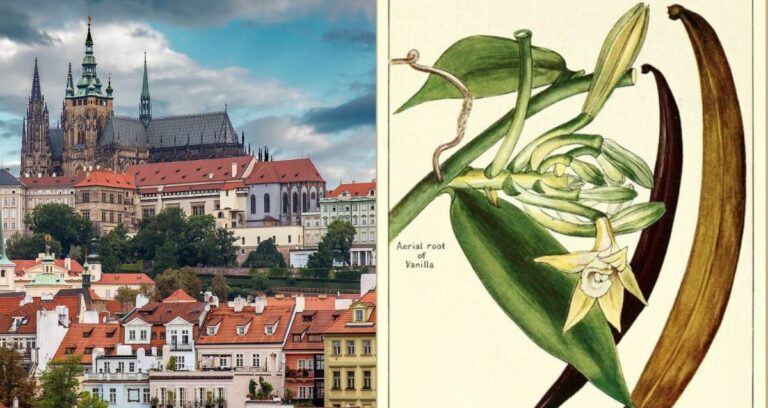 Oldest Vanilla In Europe Featured Image