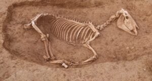 Roman Horse Burial Featured