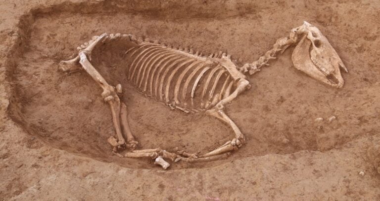 Roman Horse Burial Featured