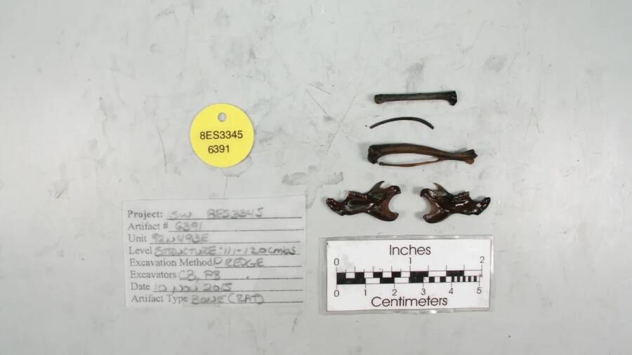 Spanish Shipwreck Cat Bones