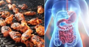 Chicken Alongside Gastrointestinal Tract Featured