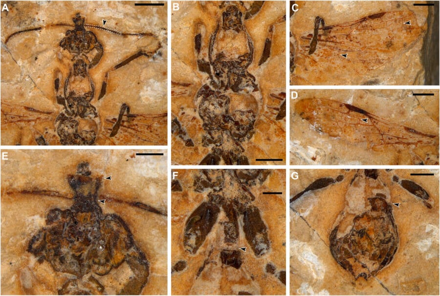 Oldest Ant Fossil Ever Found