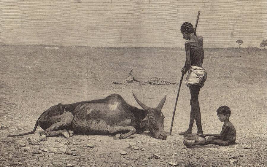 Dead Animal During The Madras Famine