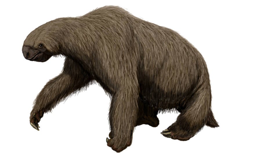 Giant Ground Sloth