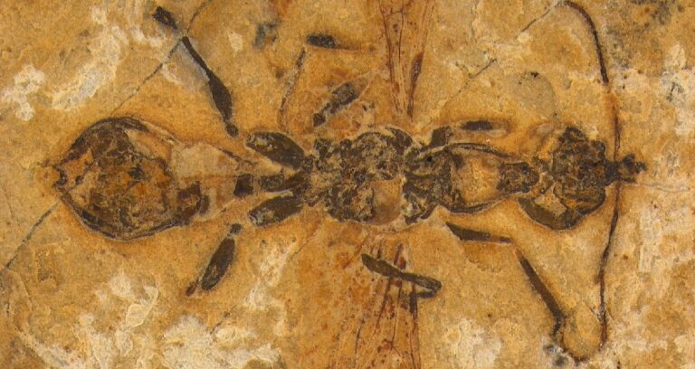 Hell Ant Fossil Featured