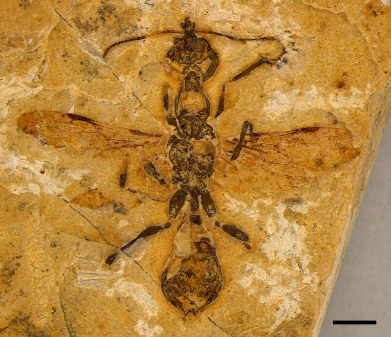 Oldest Hell Ant Fossil
