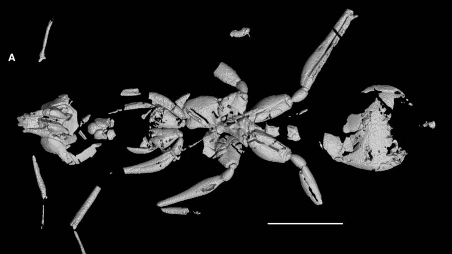 Oldest Hell Ant Ever Discovered