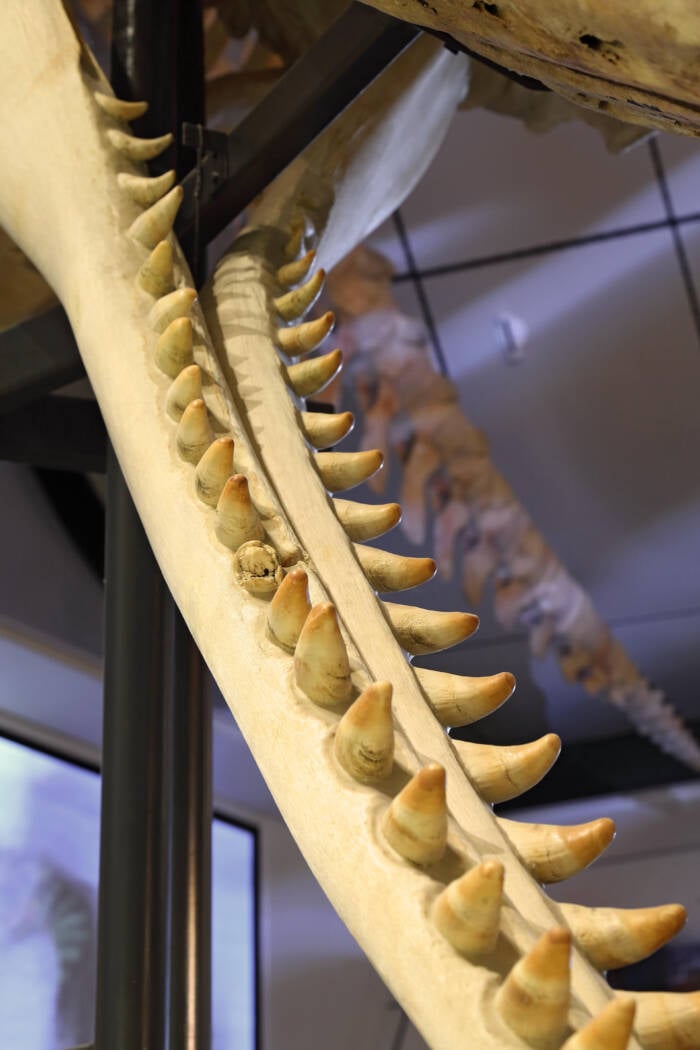 Jawbone Of A Sperm Whale