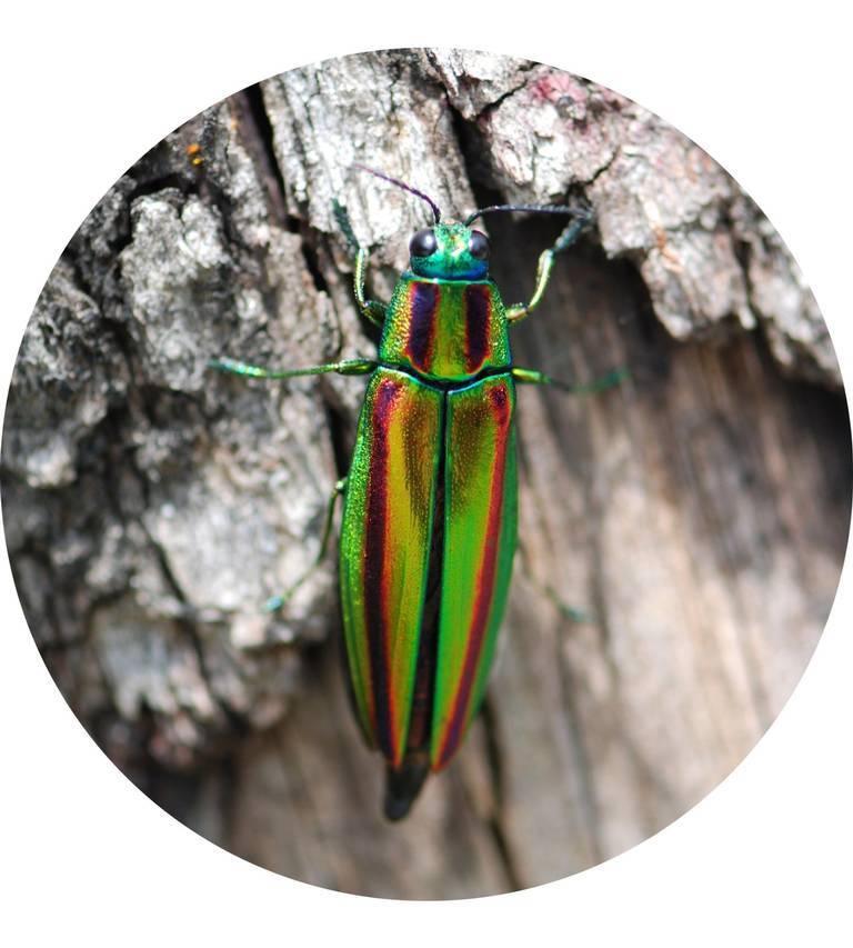 Jewel Beetle