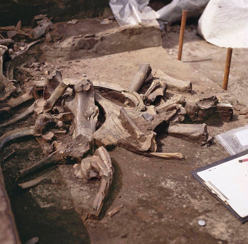 Horse Bones Near Schöningen Spears
