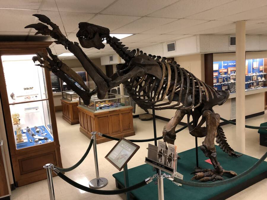 Skeleton Of Prehistoric Giant Sloth