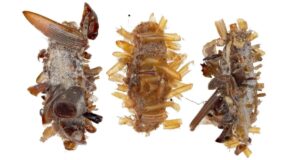 Three Bone Collector Caterpillars Featured