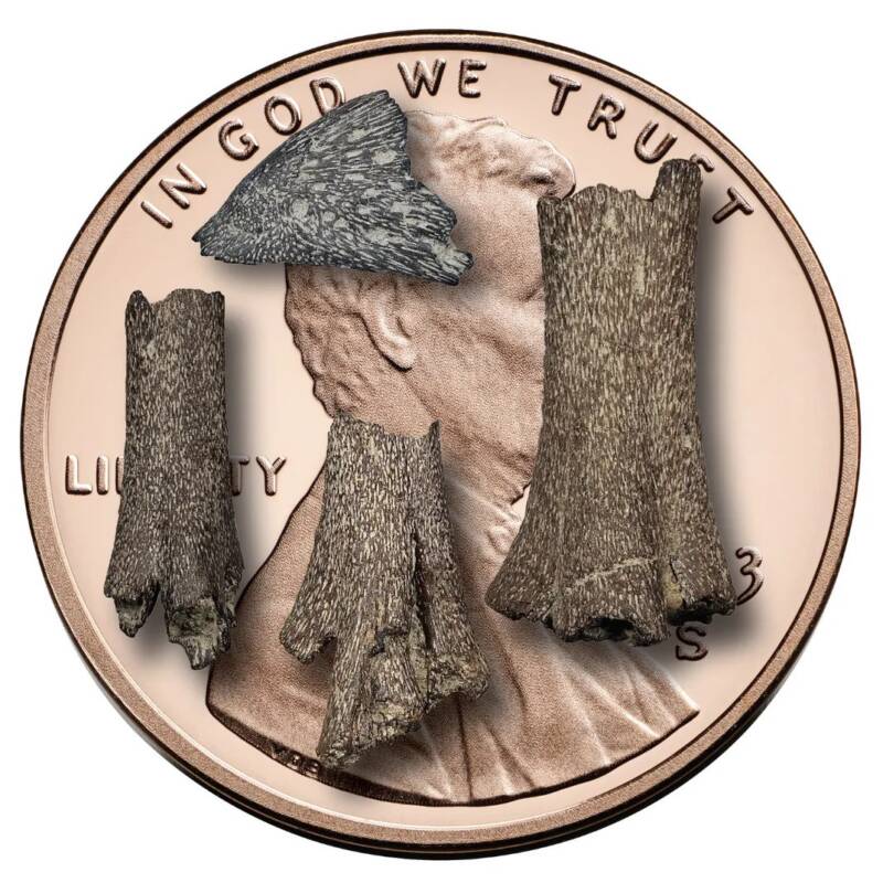 Bird Fossils On Penny