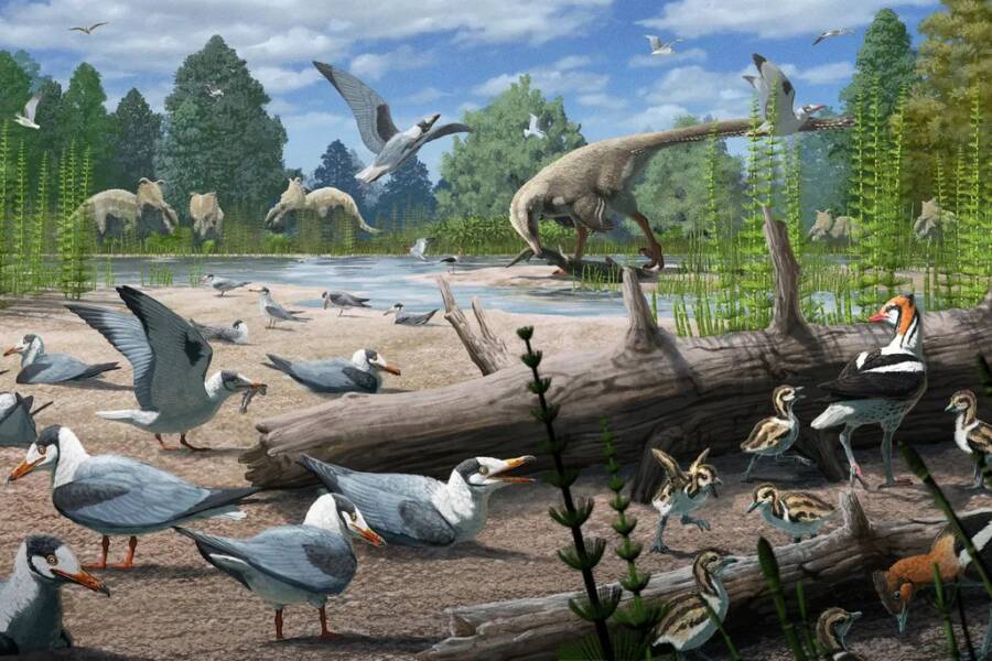 Birds And Dinosaurs