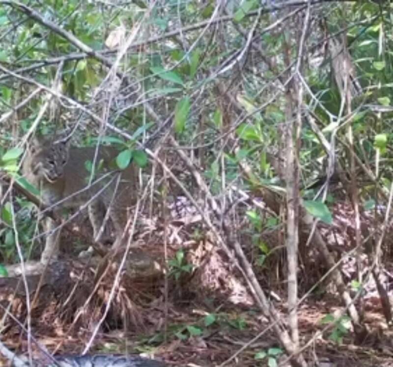 Bobcat And Python