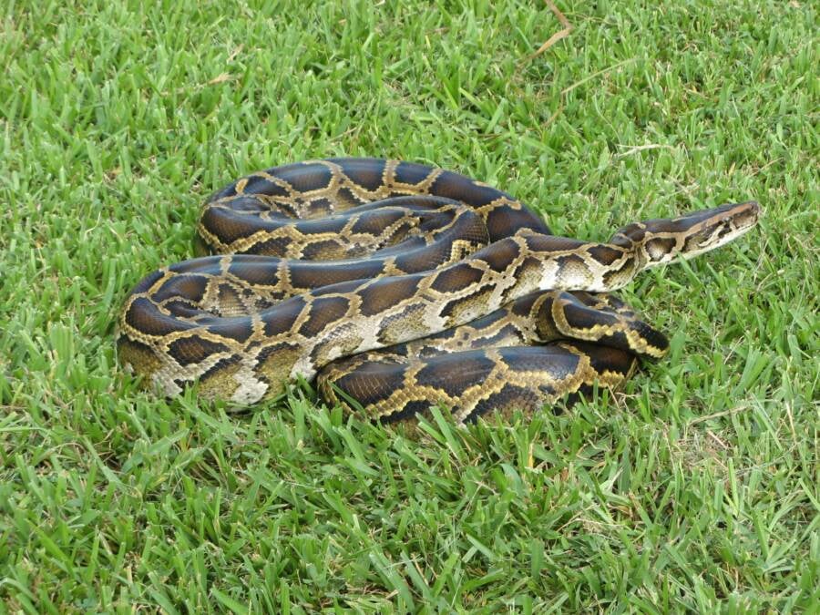 Captured Burmese Python