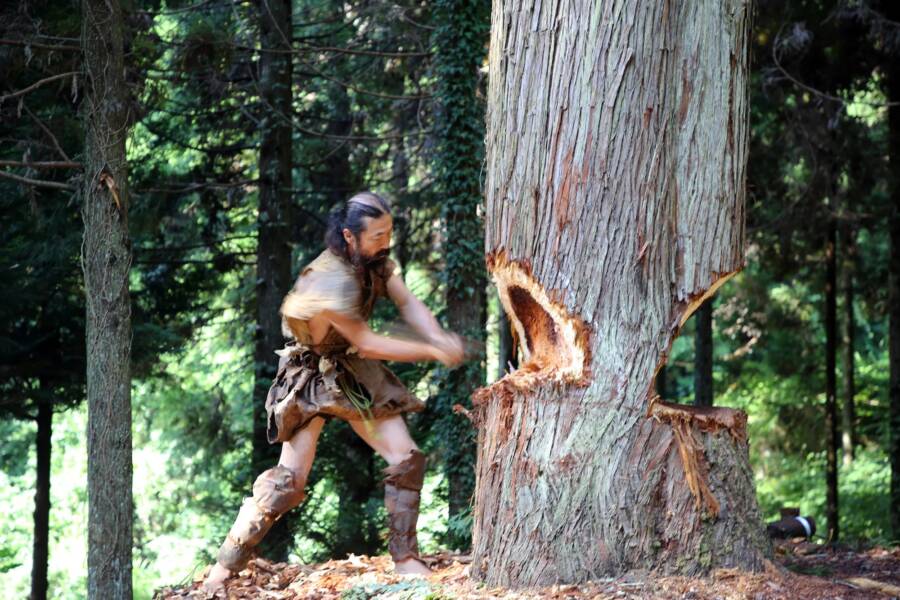 Chopping Down
a Cedar Tree