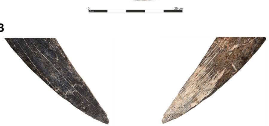Prehistoric Boomerang In Poland