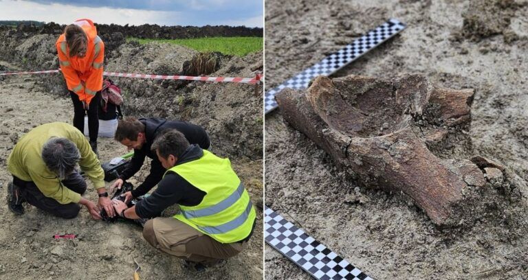 Excavation Alongside Mammoth Pelvis Featured