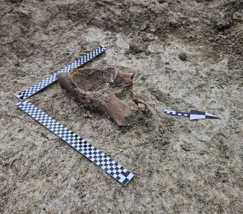 Labunie Poland Mammoth Bones