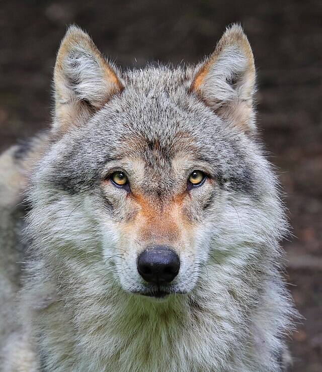 Modern Wolf