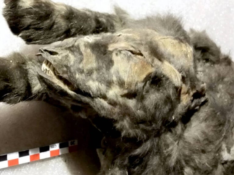 Scientists Study Frozen Remains Of Prehistoric Siberian Wolf Cubs
