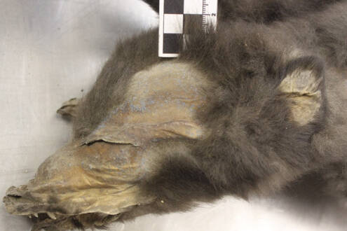 Prehistoric Wolf Pup Found In Tumat