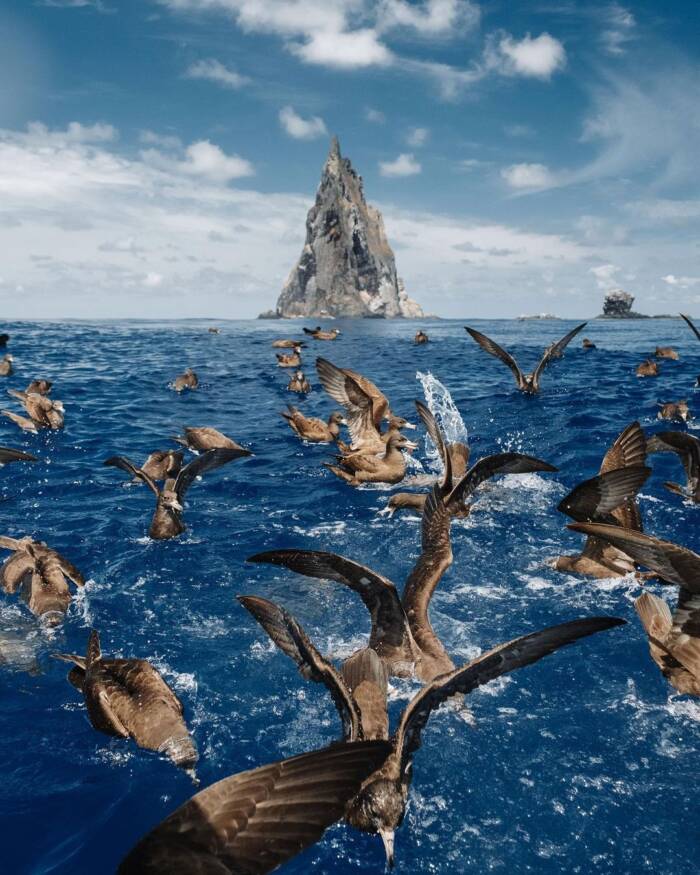 Shearwaters Near Balls Pyramid