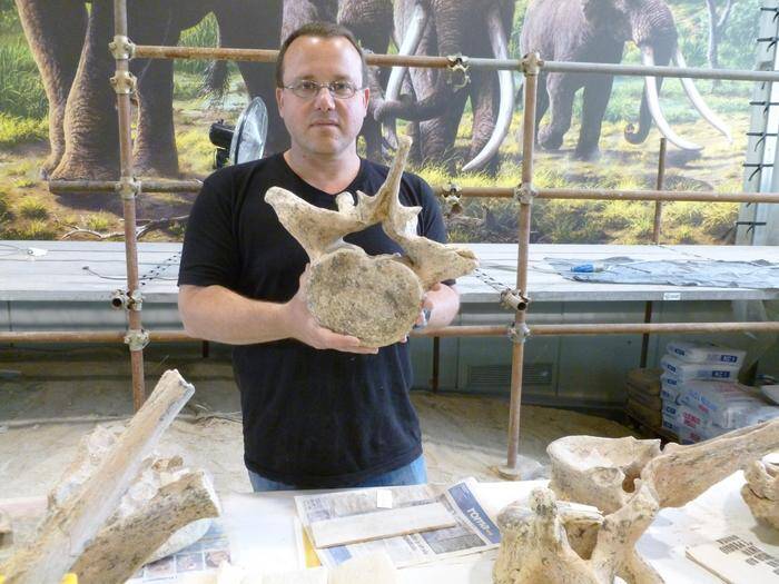 Prehistoric Animal Bones