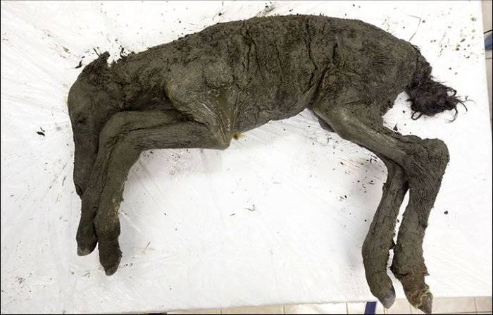 Prehistoric Siberian Foal