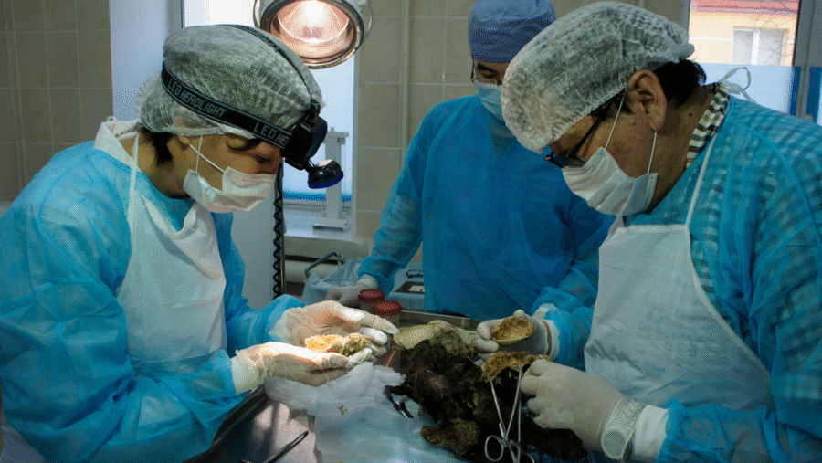 Siberian Wolf Cub Autopsy