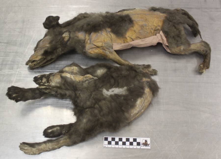 Prehistoric Siberian Wolf Cub Remains