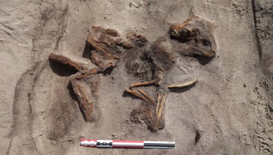 Viking Dog Burial