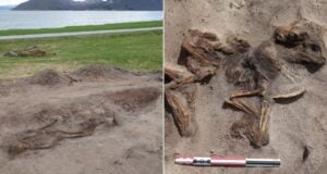 Viking Woman Alongside Dog Featured