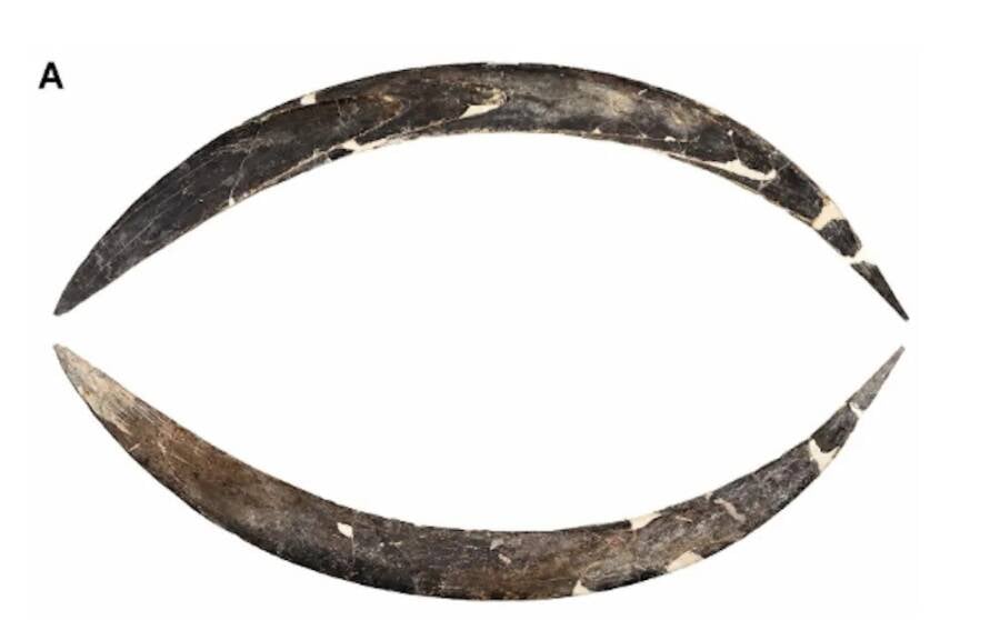 World's Oldest Boomerang