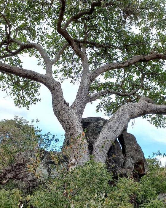 African Fig Tree