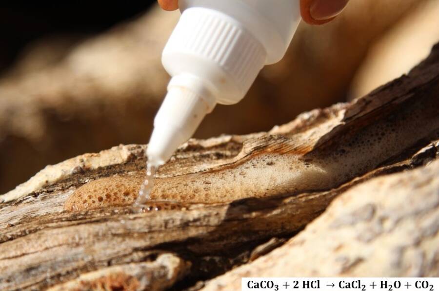 Calcium Carbonate In Fig Tree Wood